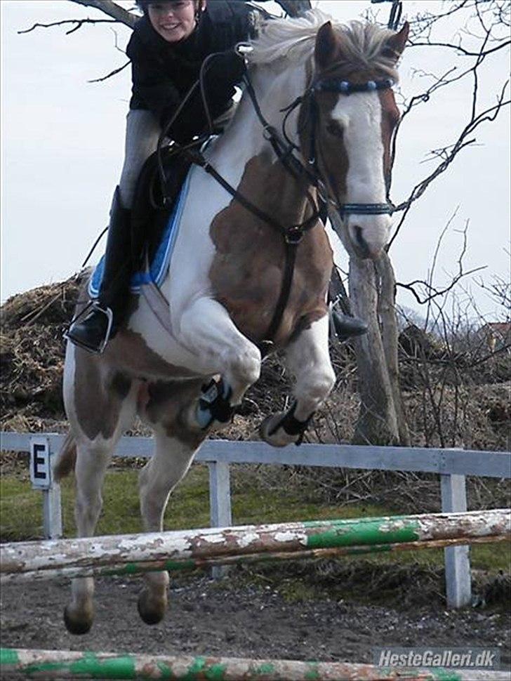 Anden særlig race Sunflower - B-PONY - Taget af Mathilde Schmidt billede 8