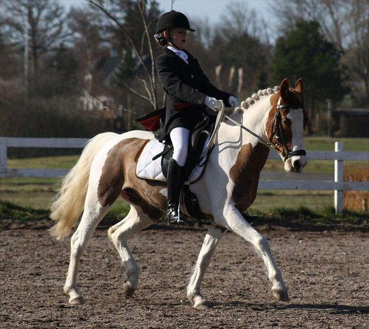 Anden særlig race Sunflower - B-PONY - Stævne på Svankjær Efterskole. Foto: Emma billede 6