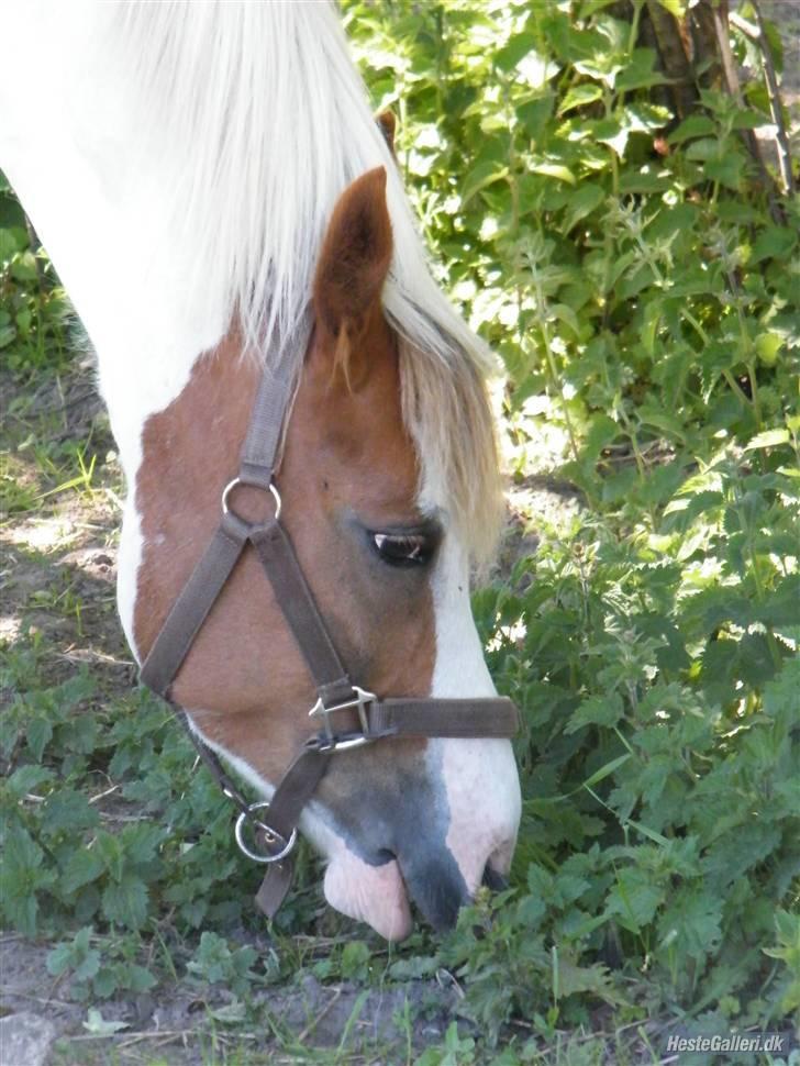 Anden særlig race Sunflower - B-PONY - Græsset billede 13