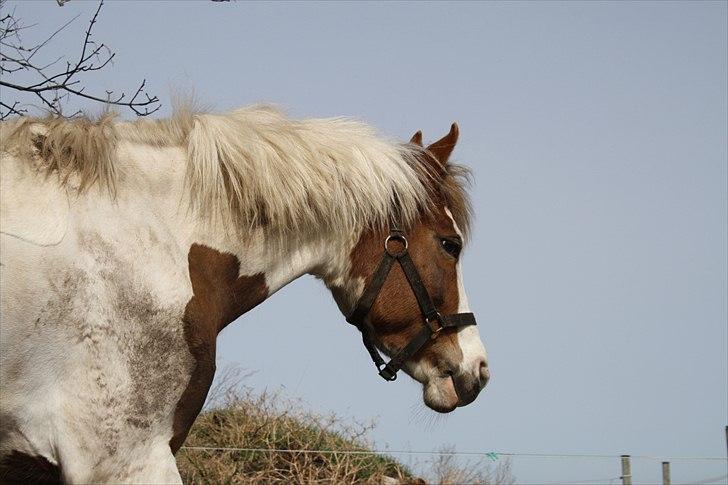 Anden særlig race Sunflower - B-PONY - Beskidt har man da også lov til at blive xD Foto: Mig billede 17