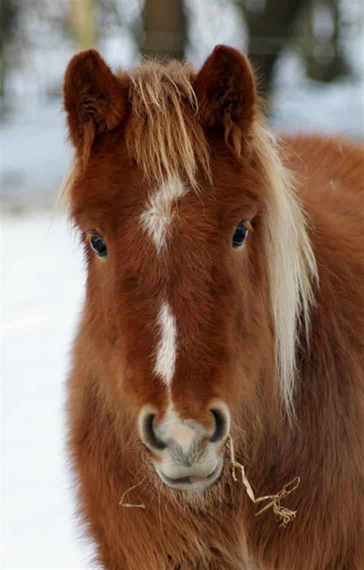 Anden særlig race Shanti - Shanti i sneen juleaftensdag 2009 billede 1