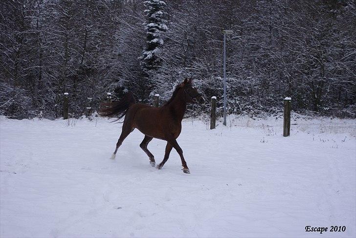 Anden særlig race  Escape  - Du flyver, Prinsesse<3! billede 2