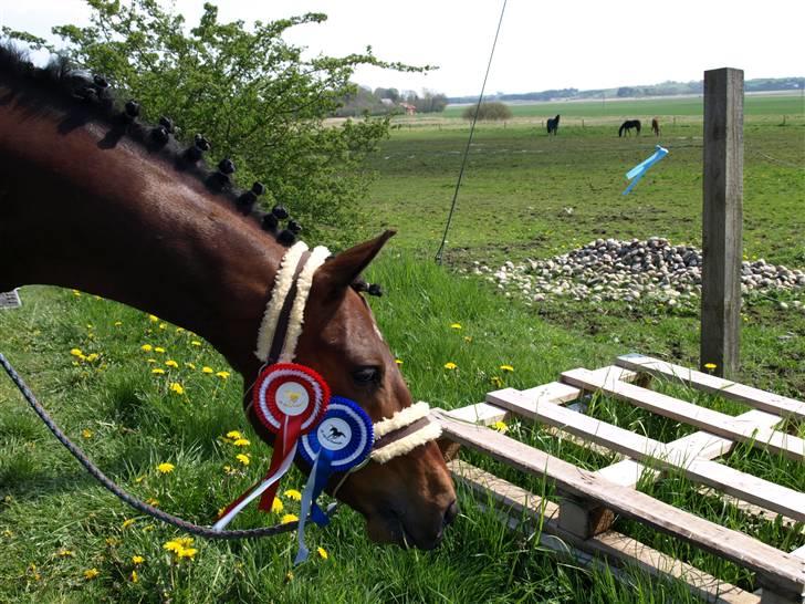 Anden særlig race lucky star - da han var kommet hjem fra stævne i gl. estrup:):) billede 7