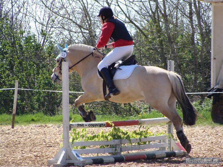 Fjordhest Haldans Jakob - Stævne på Birken.. 2008 billede 14