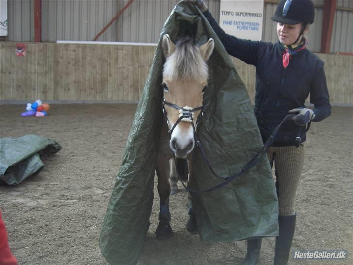 Fjordhest Haldans Jakob - Jakob leger han er et telt :D billede 15