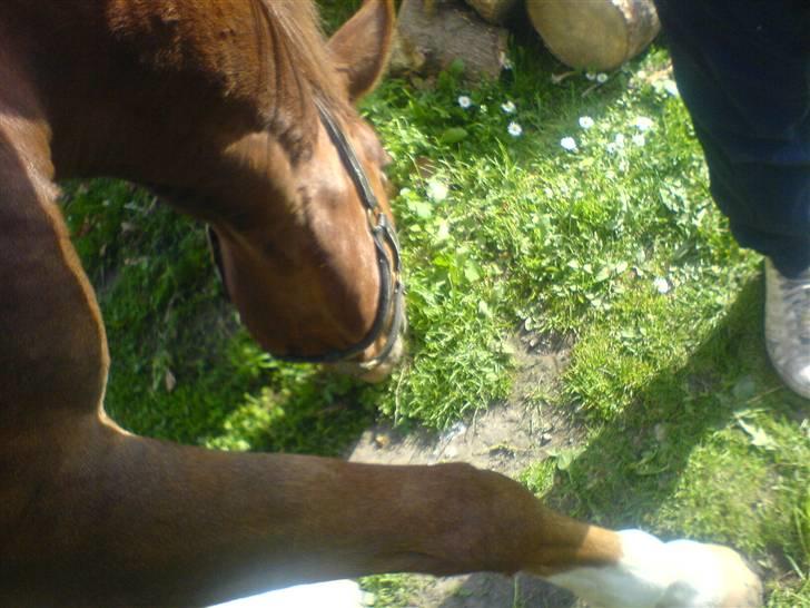 New Forest Sirocco *R.I.P* billede 14