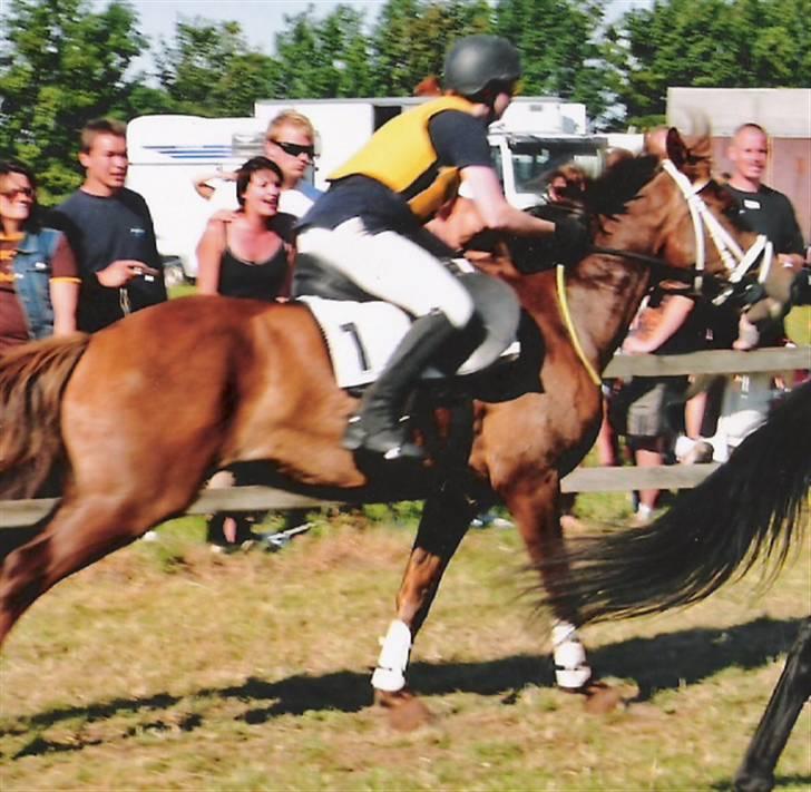 Sportsaraber (A) laura-pony - vi er til væddeløb vi fik en 2 plads. billede 1