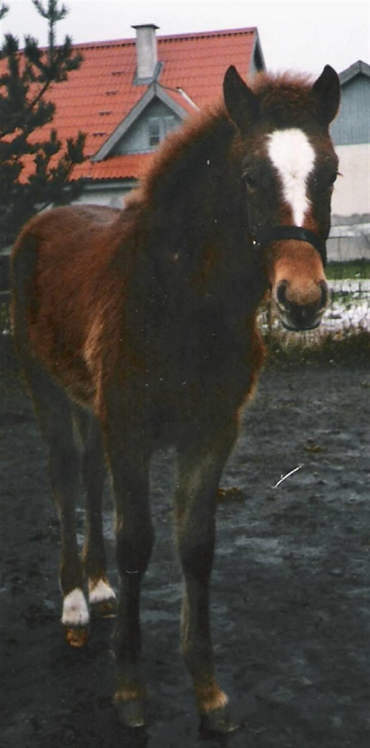 Sportsaraber (A) laura-pony - laura er 5 Mrd. gammel, er jeg ikke kær? billede 5