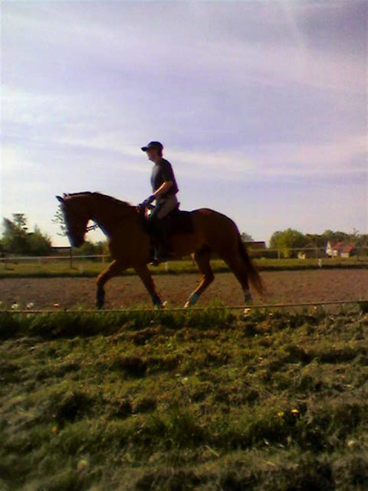 Knabstrupper Max Bounty *solgt* billede 10