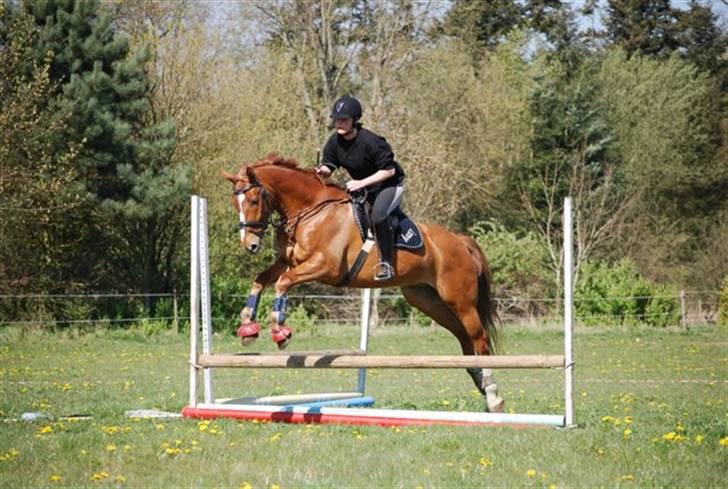 Knabstrupper Max Bounty *solgt* - træning foto: Sally billede 11