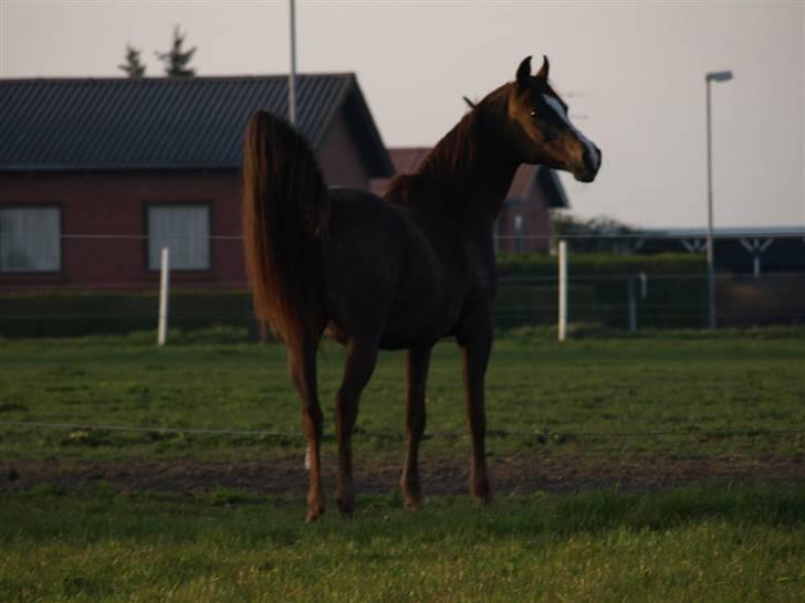 Arabisk fuldblod (OX) Tai Tazini OX 3124 billede 20