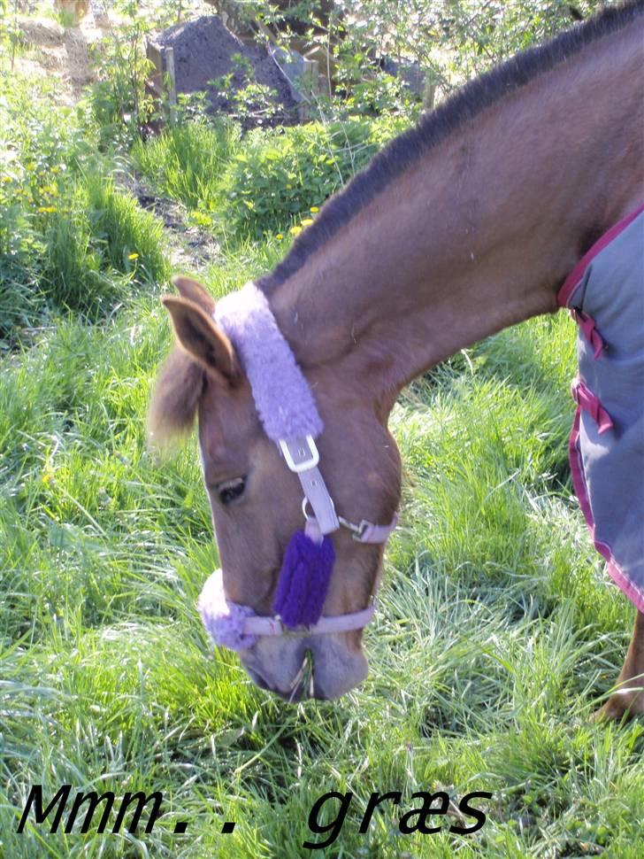 Sportsaraber (A) laura-pony - Mmm...masser af græs!! billede 8