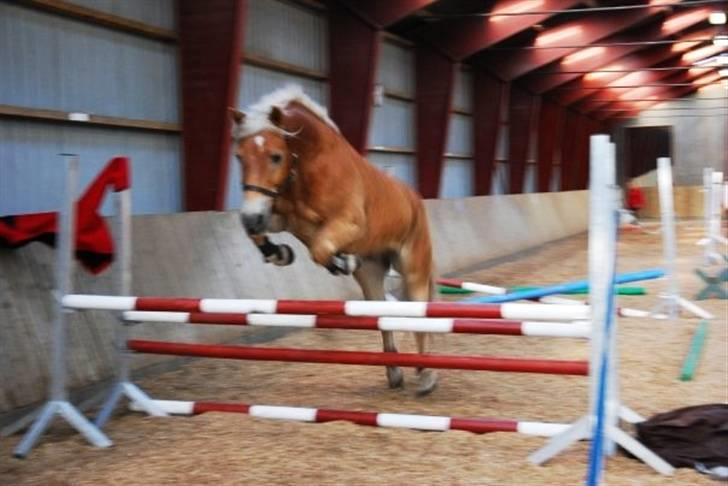 Haflinger Madsinie Stardust - løsspring onsdag d. 21/10-09 billede 15