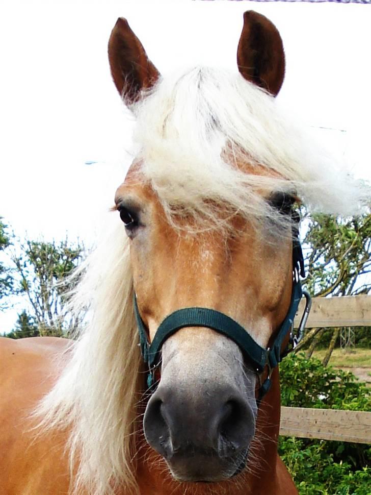 Haflinger Madsinie Stardust - basse på fold (27/6-09) billede 17