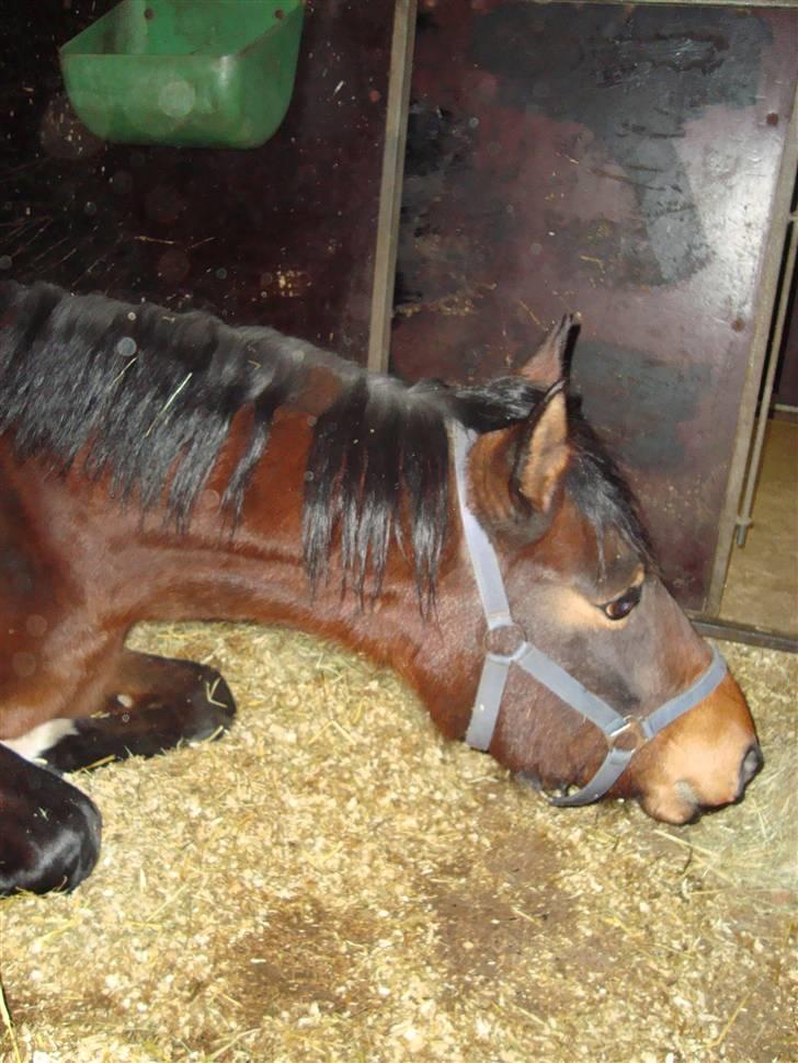 Anden særlig race Princess (Solgt) - *NYT* Princess blev lidt træt efter dagens træning d. 22/2-2009 (; billede 2