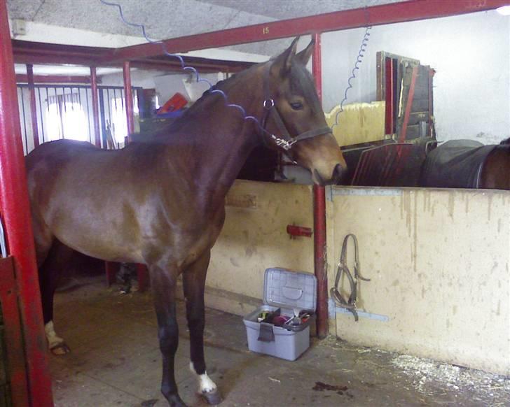 Anden særlig race Princess (Solgt) - På Vrå rideskole  billede 4