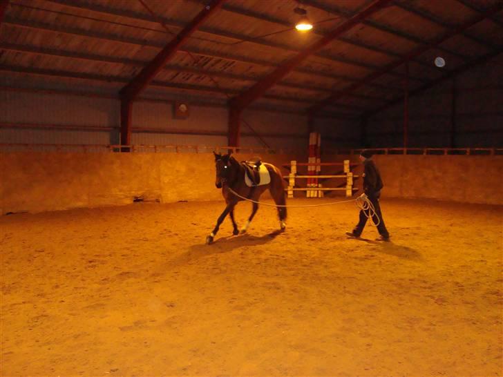 Anden særlig race Princess (Solgt) - *NYT* Longe arbejde d. 20/2-2009 billede 5