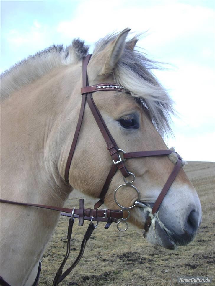Fjordhest Campari - *JYSKMESTER 2011* SOLGT  - Et vågent blik mod cykelstien.. ;D billede 14