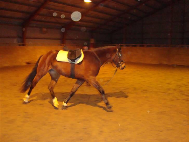 Anden særlig race Princess (Solgt) - *NYT* Longe arbejde d. 20/2-2009 billede 9