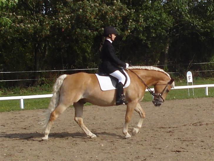Haflinger Madsinie Stardust - LC2 d.2/8-09 VORK billede 16