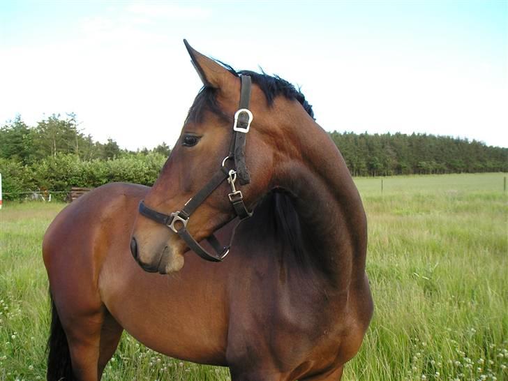 Anden særlig race Princess (Solgt) - Smukke <3 billede 10