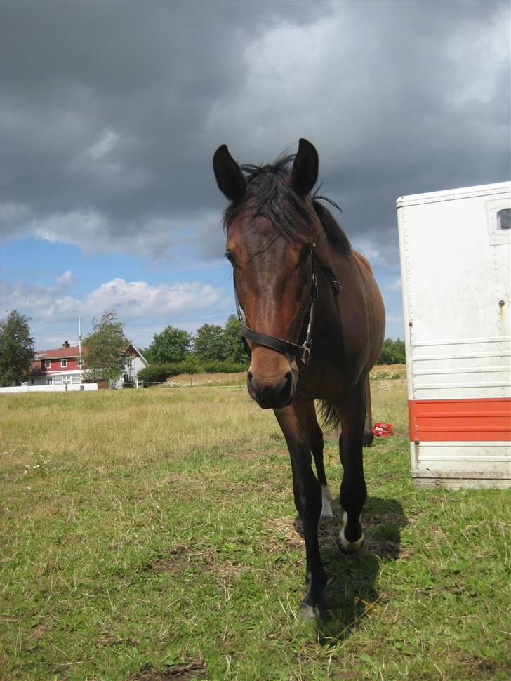 Anden særlig race Princess (Solgt) - (; <3 billede 12