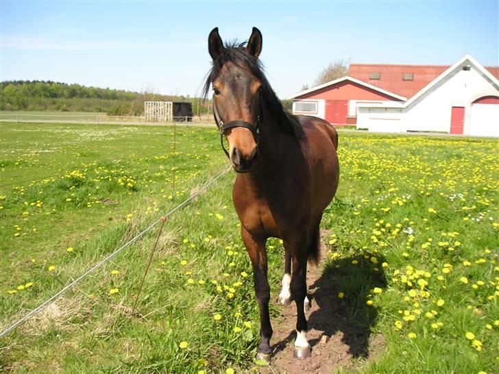 Anden særlig race Princess (Solgt) - På sommergræs hjemme d. 7 maj 2008 billede 13