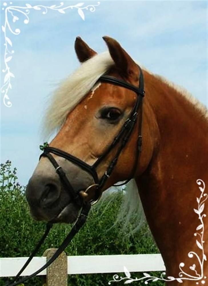 Haflinger Madsinie Stardust - smukke pony! sommer 2009 billede 19