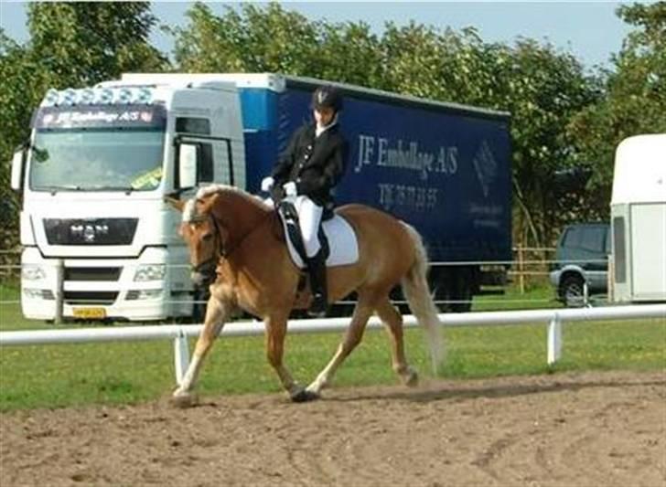 Haflinger Madsinie Stardust - LC2 d.2/8-09 VORK foto: karen billede 20