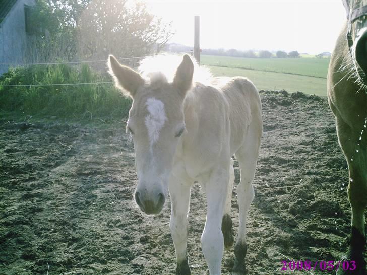 Haflinger TROJA W - Trojas føl Tulle født den 28 april billede 7