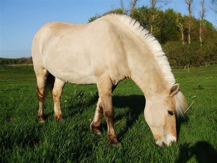 Fjordhest Delfine (R.I.P) † billede 20