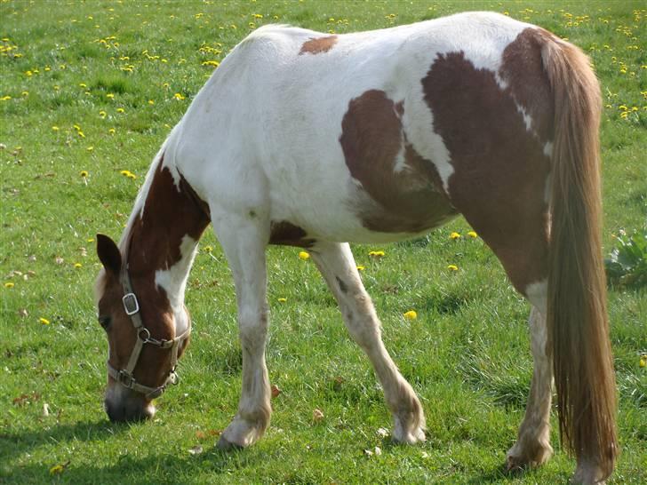 Pinto Kaluu Nyberg udlånt  - kaluu maj 08 billede 11