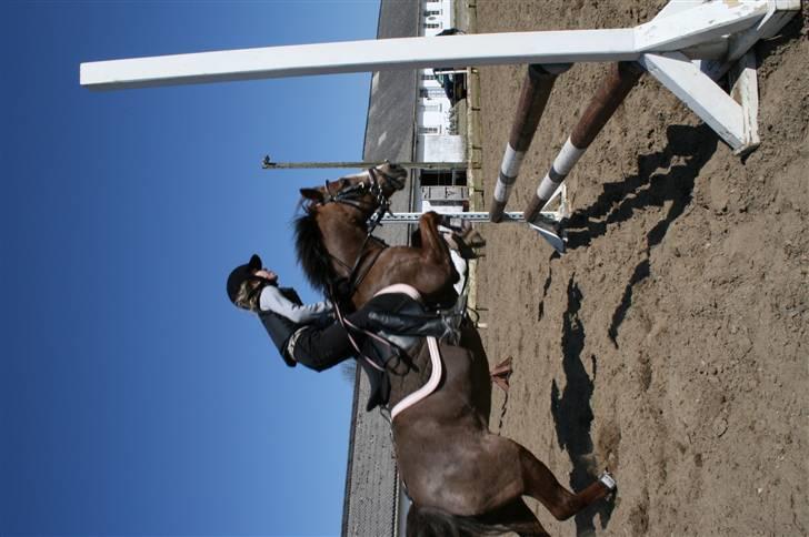 Welsh Pony af Cob-type (sec C) Fanny  (SOLGT) - I min sidste spring time på Fanny sprang jeg en okse på 1 meter billede 2