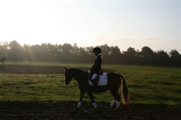 Welsh Pony af Cob-type (sec C) Fanny  (SOLGT) - Emma og fanny  billede 3