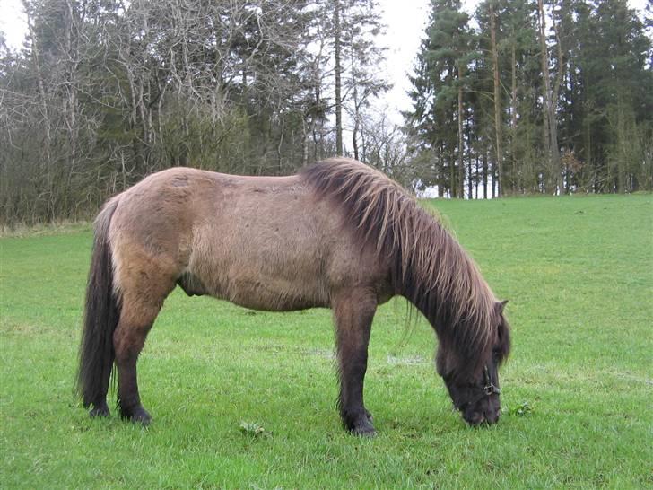Islænder Loki fra Skovfryd billede 1