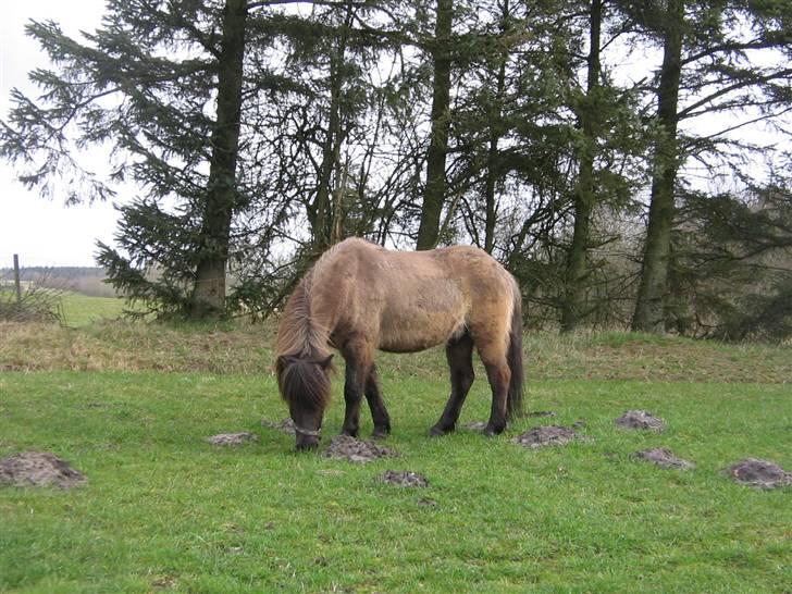 Islænder Loki fra Skovfryd billede 2