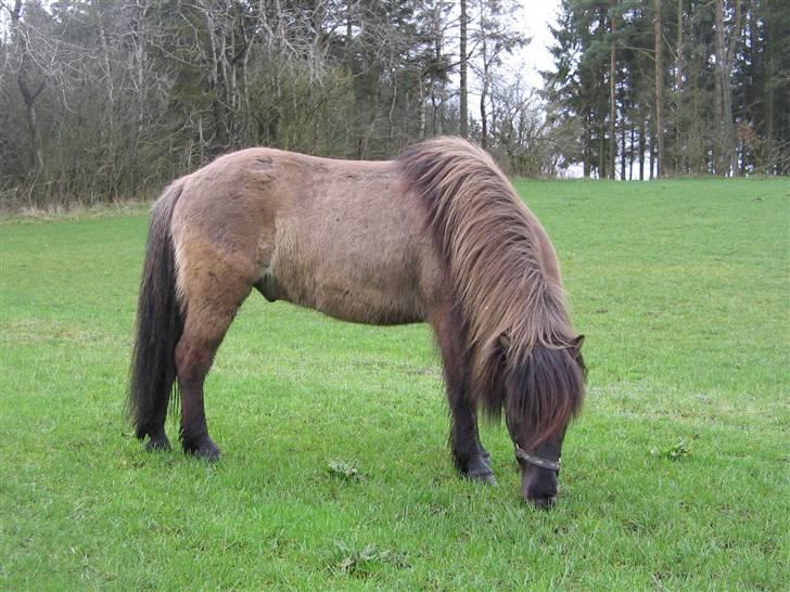 Islænder Loki fra Skovfryd billede 3