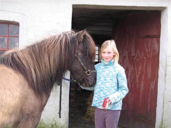Islænder Loki fra Skovfryd billede 4
