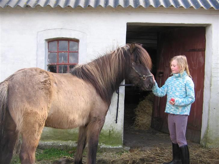 Islænder Loki fra Skovfryd billede 5