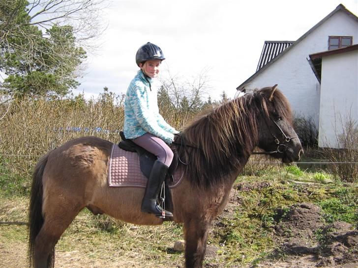 Islænder Loki fra Skovfryd billede 6