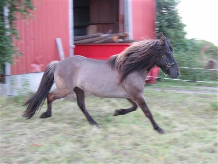 Islænder Loki fra Skovfryd billede 7