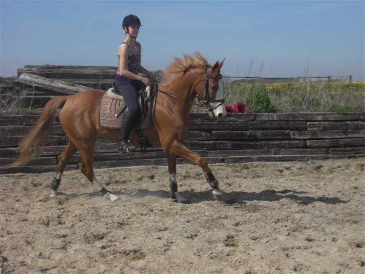 Anglo Araber (AA) Lille Daugårds Hekla <33 billede 2