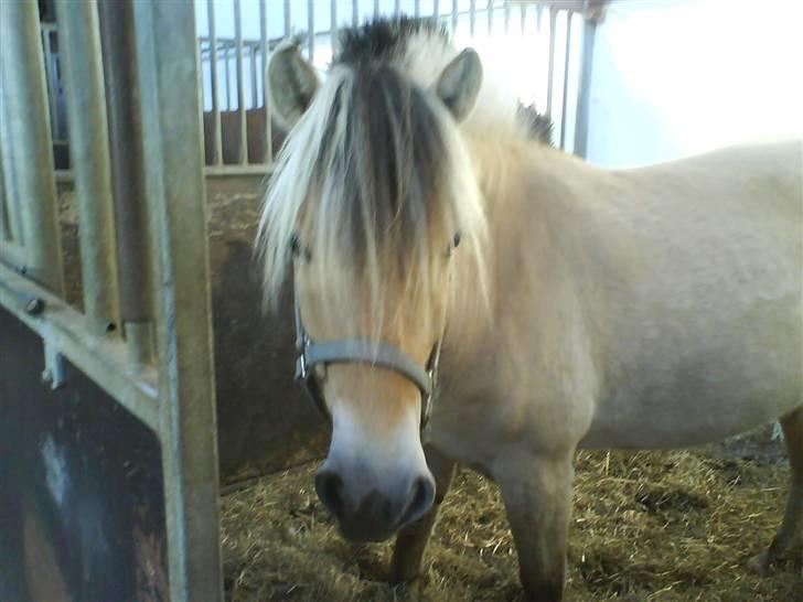 Fjordhest Cicet Tidselbjerg billede 1