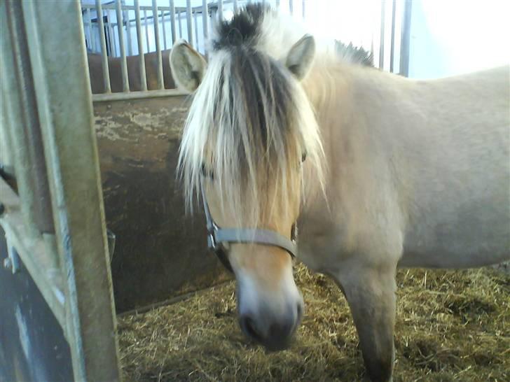 Fjordhest Cicet Tidselbjerg billede 2