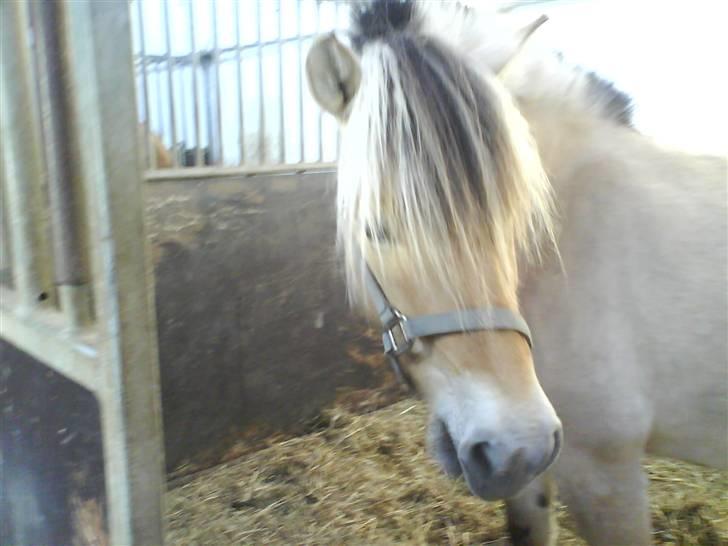 Fjordhest Cicet Tidselbjerg billede 3