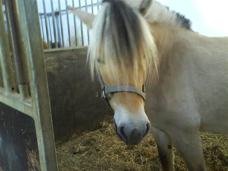 Fjordhest Cicet Tidselbjerg billede 4