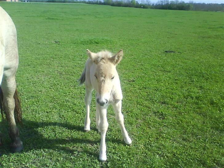 Fjordhest Cicet Tidselbjerg billede 5