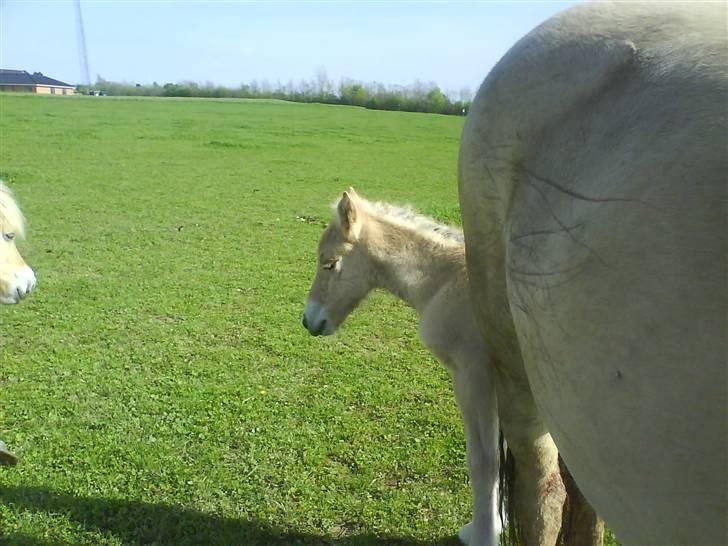 Fjordhest Cicet Tidselbjerg billede 6