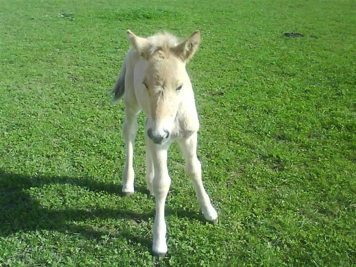 Fjordhest Cicet Tidselbjerg billede 7