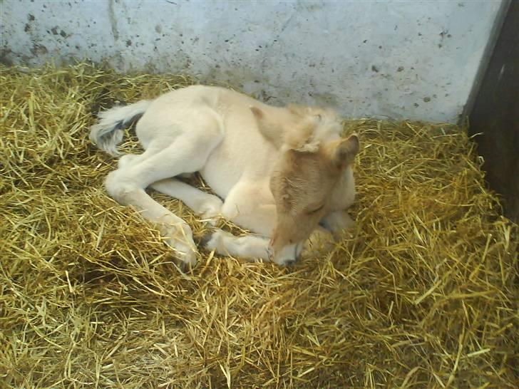 Fjordhest Cicet Tidselbjerg billede 8